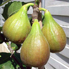 Bavarian Fig Violetta - Tree