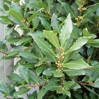 Bay Herb Plants X3