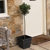 Bay Laurus Nobilis - Half Standard Tree X 1