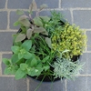 Bbq Herb Plants X6