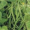 Bean Seeds Feast - Duo Pack
