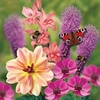 Bees & Butterflies Collection
