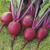 Beetroot Seeds - Boston