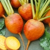 Beetroot Seeds - Burpees Golden