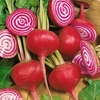 Beetroot Seeds - Chioggia