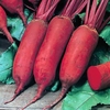 Beetroot Seeds - Cylindra