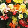 Begonia 