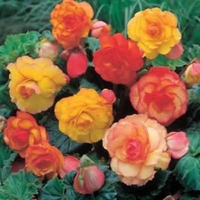 Begonia Complete Collection