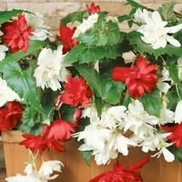 Begonia Corms - Pendula Red And White Mix X5