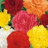 Begonia Frilled Mix