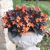 Begonia Glowing Embers - Plants Collection - 3 For 2