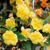 Begonia Illumination Lemon Twin Pack 2x48 Trailing Plants
