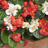 Begonia Semperflorens St George -plants