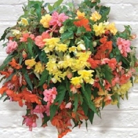 Begonia Trailing Illumination Tropical Shades Twin Pack - Plants