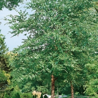 Betula Nigra Heritage
