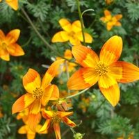 Bidens Hawaiian Flare Yellow Brush X5