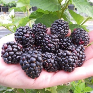Blackberry Reuben - Plants