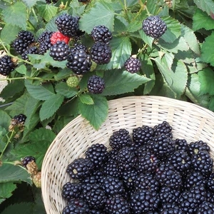Blackberry Reuben - Plants 2ltr Pot