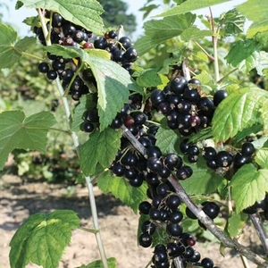 Blackcurrant Ebony - Plants