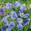 Blue Ripple - Sweet Pea Seeds
