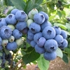 Blueberry Aurora And Bluecrop Duo Pack