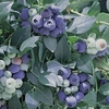 Blueberry Bush - Powder Blue 1ltr