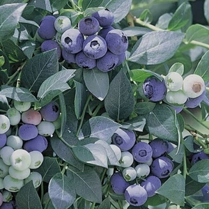Blueberry Bush - Powder Blue 1ltr