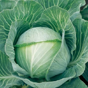 Brassica Clubroot Resistant Collection X 16 - Plants