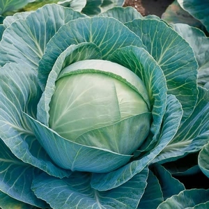 Brassica Clubroot Resistant Collection X 32 - Plants