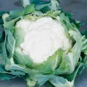 Brassica Clubroot Resistant Collection X24 Plus Free Collars