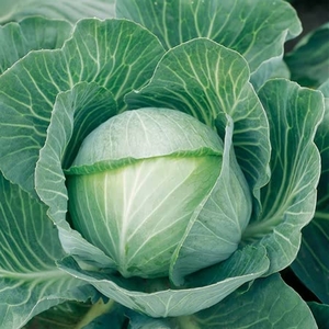 Brassica Clubroot Resistant Collection X48 Plus Free Collars