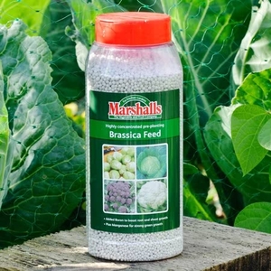 Brassica Growing Accessories