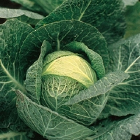 Brassica Plant Collection