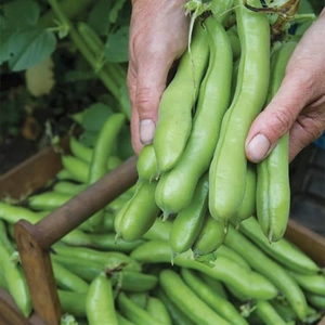 Broad Bean De Monica Plants - Autumn Planting