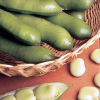 Broad Bean Seeds - Jubilee Hysor