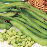 Broad Bean Seeds - Masterpiece Green Longpod