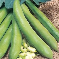 Broad Bean Seeds - Meteor Vroma