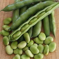 Broad Bean Seeds - Robin Hood