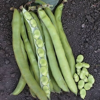 Broad Bean Seeds - Sciabola Verde