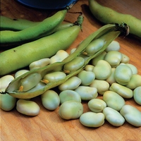 Broad Bean Seeds - Stereo