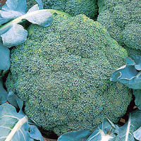 Broccoli (calabrese) Marathon (july Despatch) - Plants