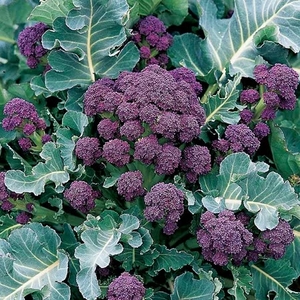 Broccoli Extra Early Rudolph - Plants