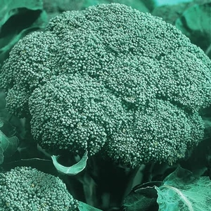 Broccoli Marathon (march Despatch)- Plants