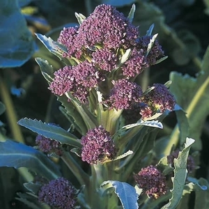 Broccoli Seeds - Claret F1 Hybrid
