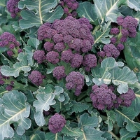 Broccoli Seeds - Early Purple Sprouting Blend