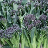 Broccoli Seeds - Summer Purple