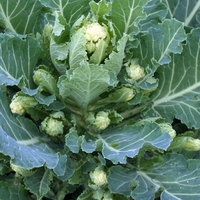 Broccoli Seeds - White Eye