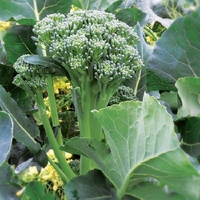 Brokali Apollo (june Despatch)-plants