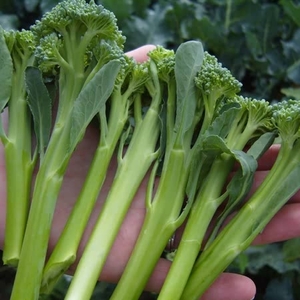Brokali Seeds - Endeavour