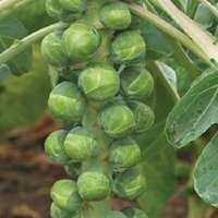 Brussels Sprout Crispus - Plants